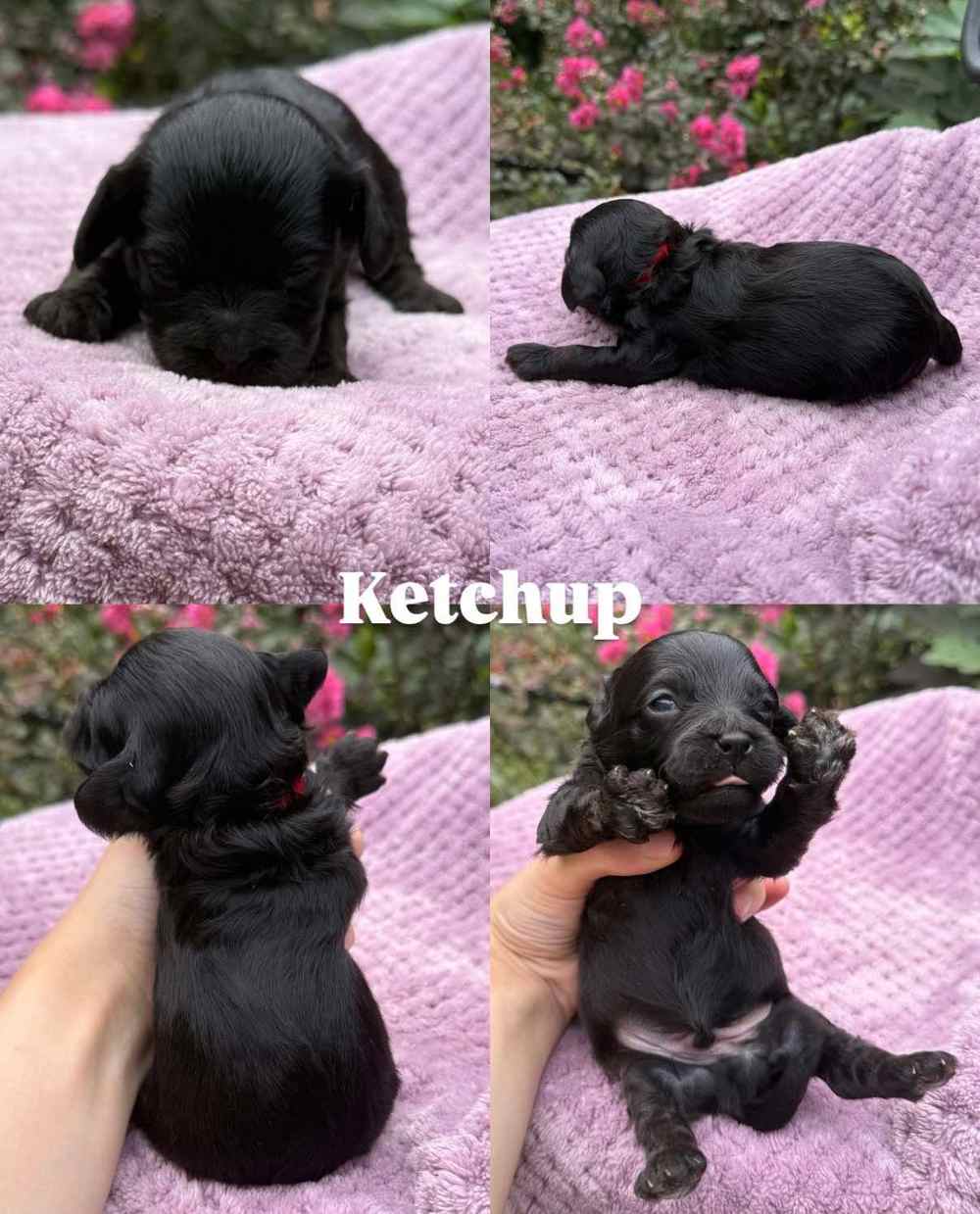 Ketchup, a Cavapoo puppy, shown from four angles