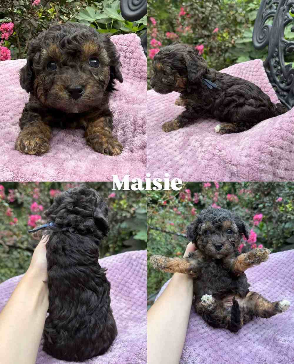 Maisie, a tricolor Cavapoo puppy, shown from four angles