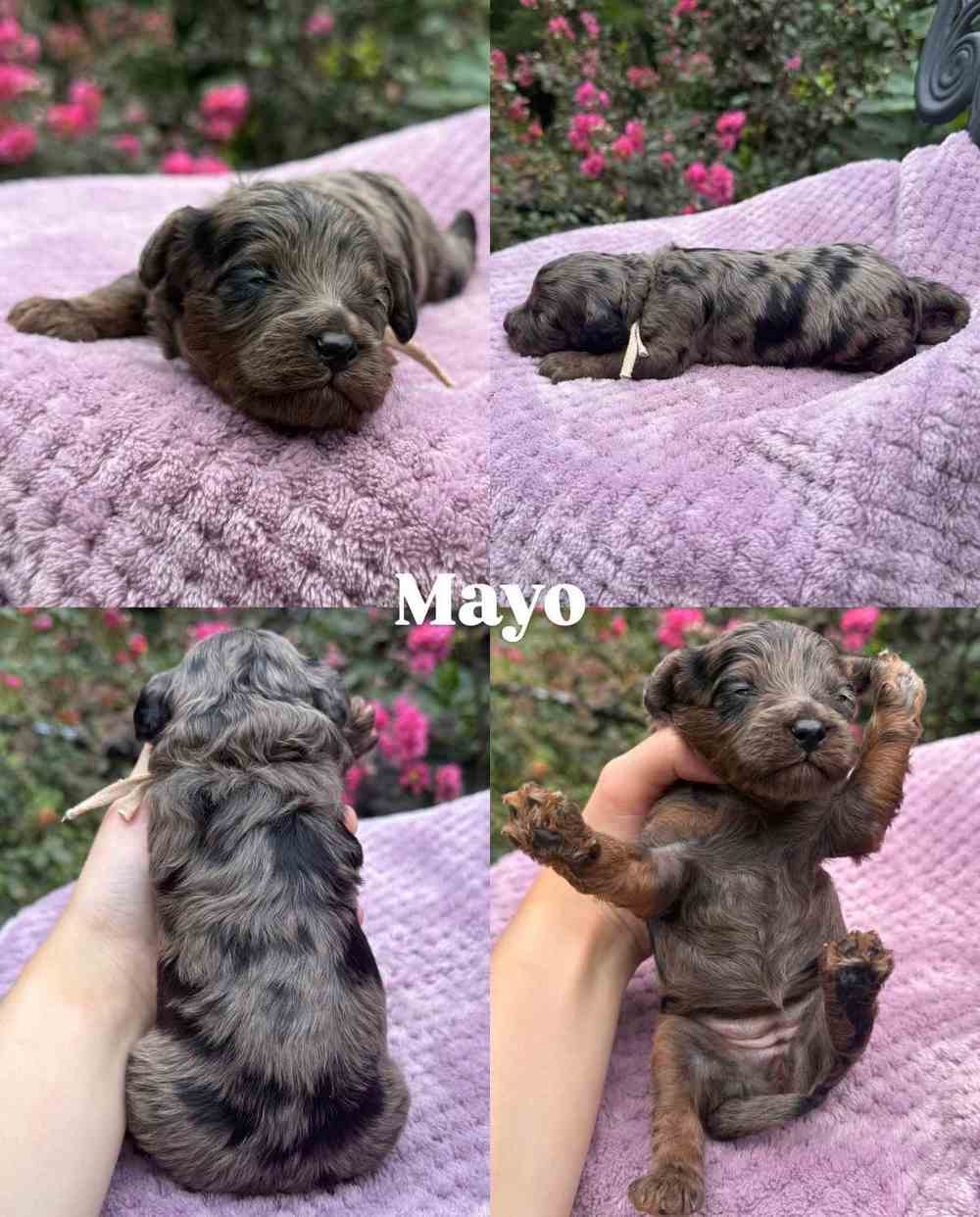 Mayo, a Cavapoo puppy, shown from four angles