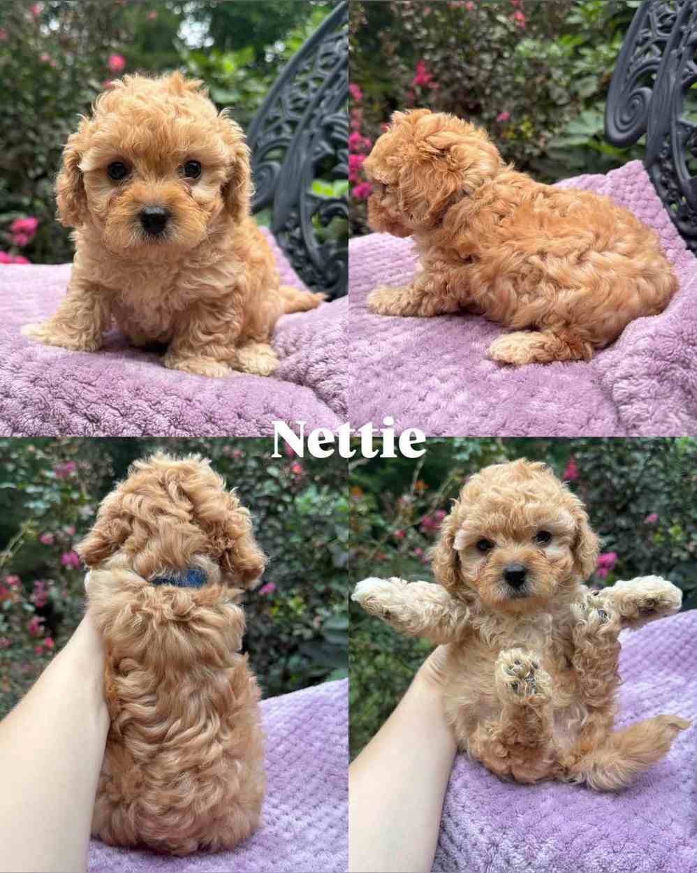 Nettie, a champagne and white Toy Cavapoo puppy, shown from four angles