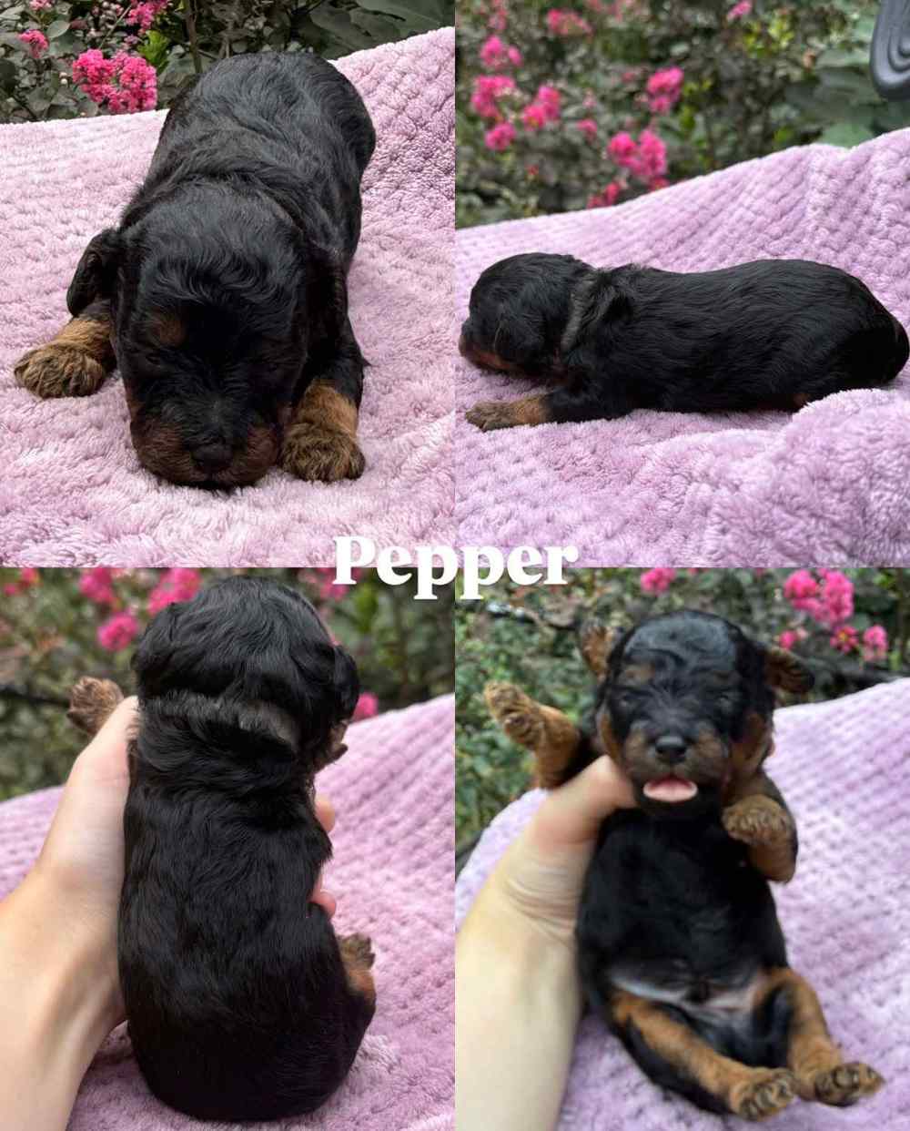 Pepper, a Cavapoo puppy, shown from four angles