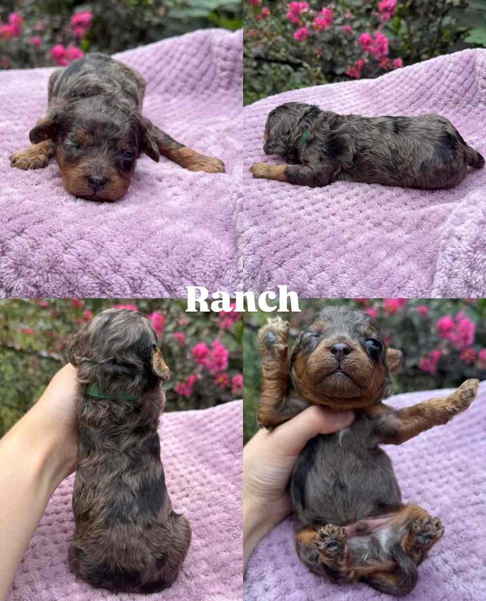 Ranch, a Cavapoo puppy, shown from four angles