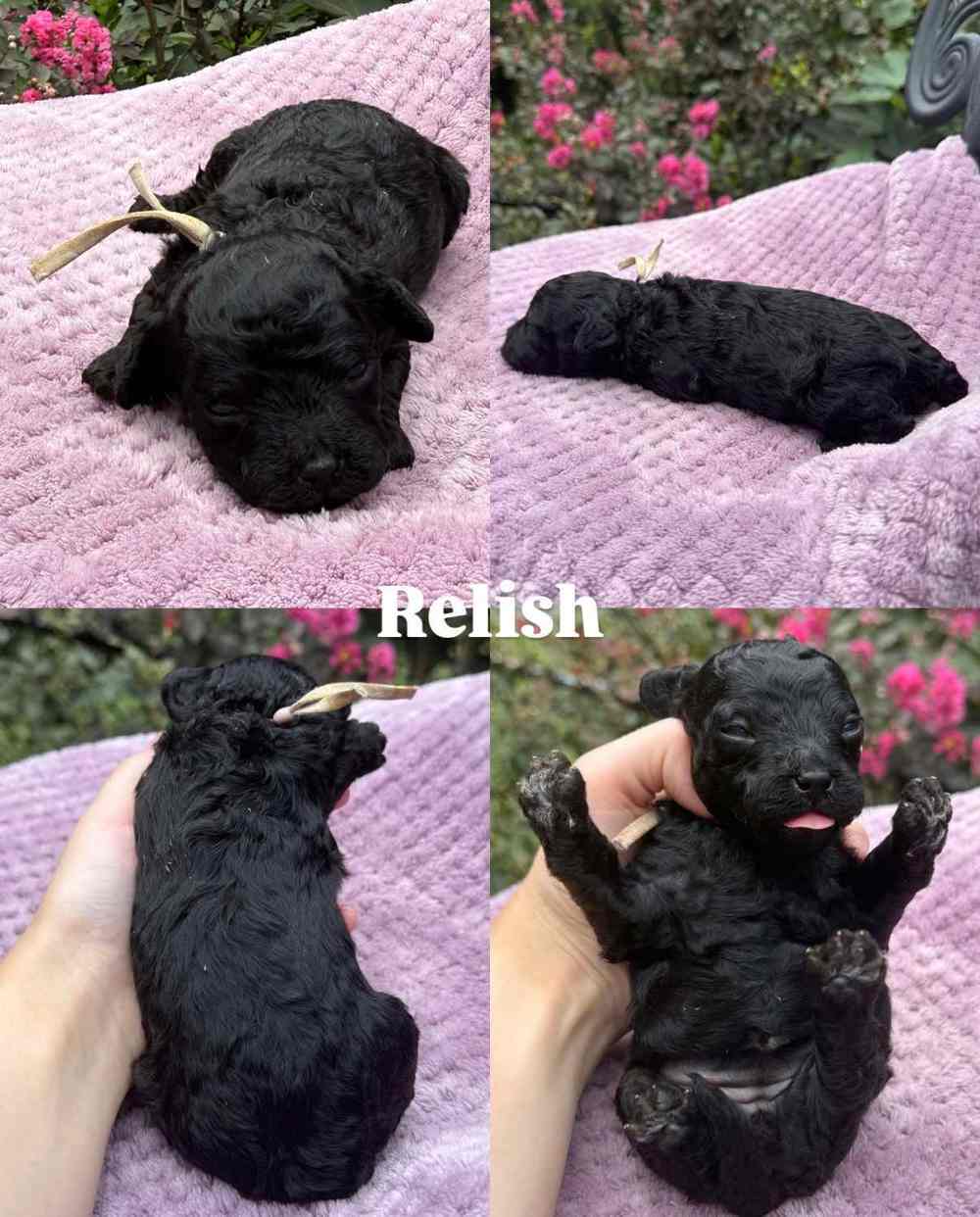 Relish, a Cavapoo puppy, shown from four angles