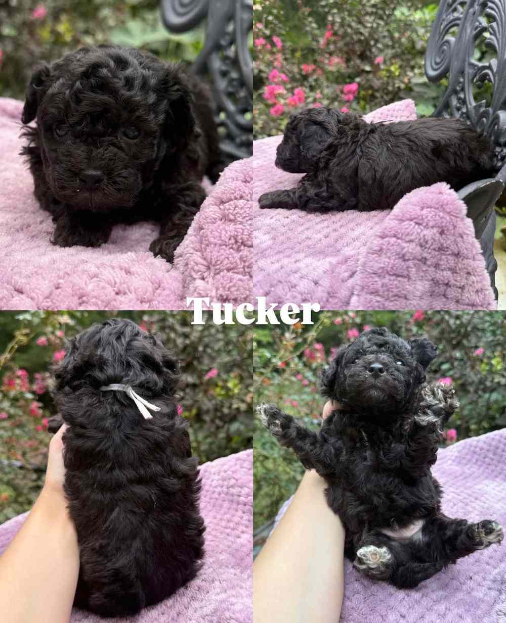 Tucker, a Cavapoo puppy, shown from four angles