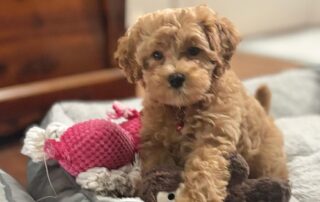 Cavapoo puppy sitting on his dog bed next to one of his chew toys