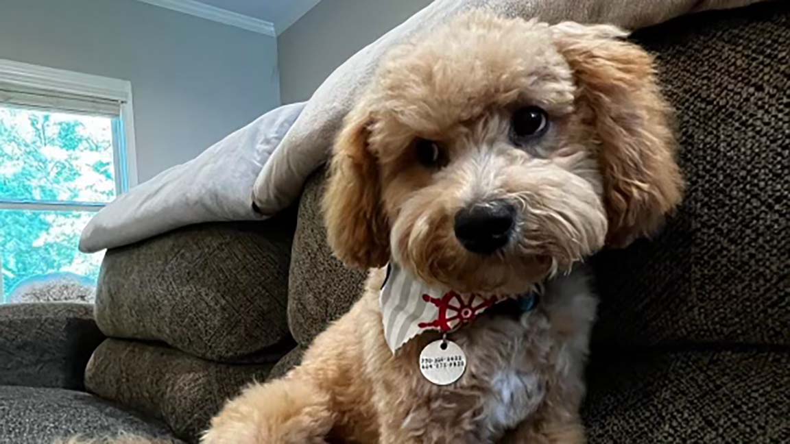 Older dog whose age can be calculated using dog years to human years ratio