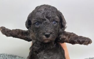 Black Cavapoo puppy at Jones Farm Puppies