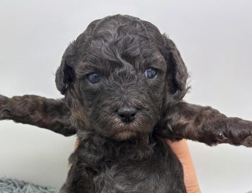 Understanding Dog Years: The Truth About the 7-Year Myth