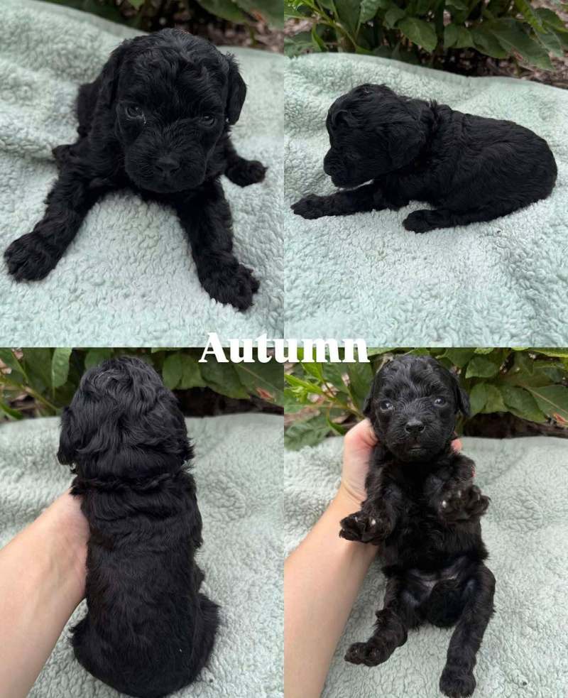 Four views of Autumn, a black Micro Mini Goldendoodle puppy from Kona and Waffles