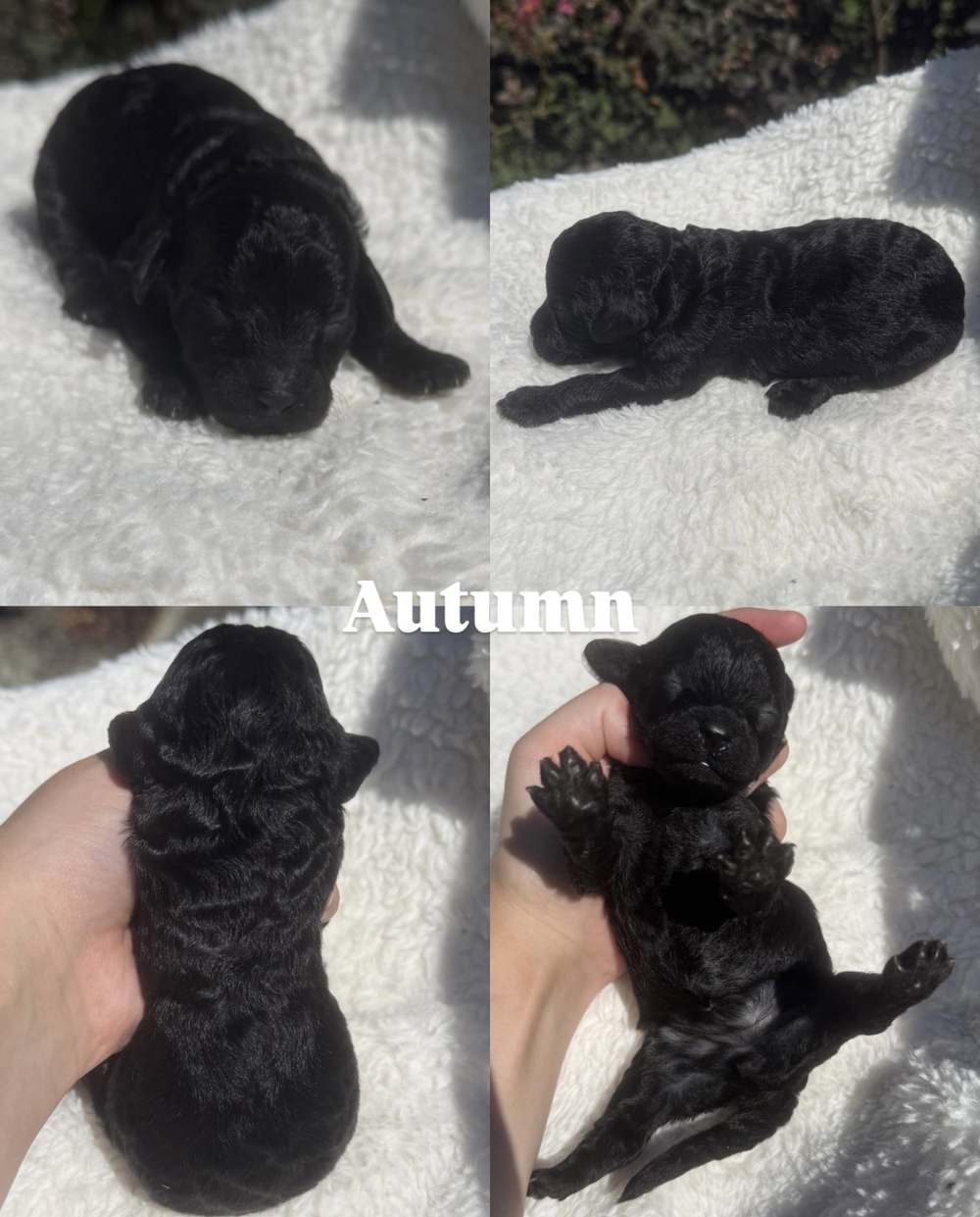 Four photos of Autumn, a female black Micro Mini Goldendoodle puppy