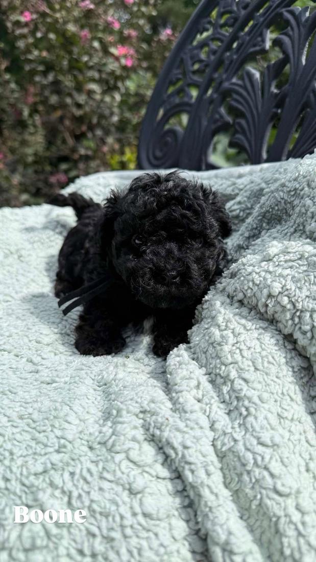 Boone, a black Cavapoo puppy from Oakley and Winston, on a pale blue blanket