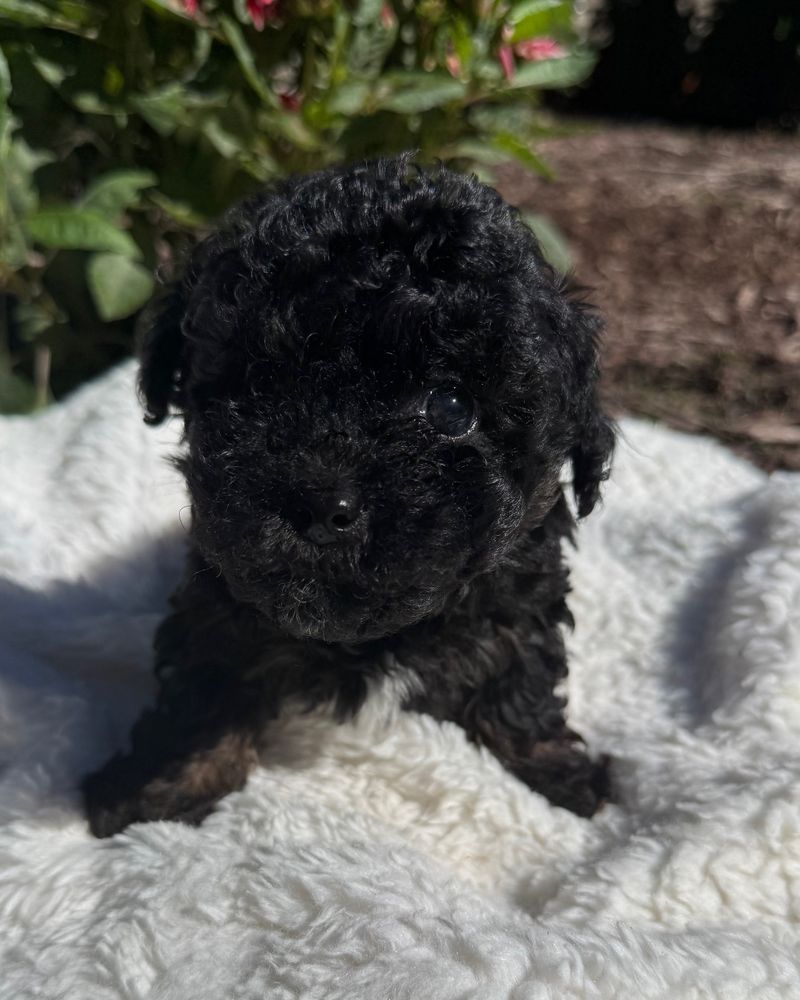 Boone, a black Cavapoo puppy from Oakley and Winston, centered on a blanket outdoors