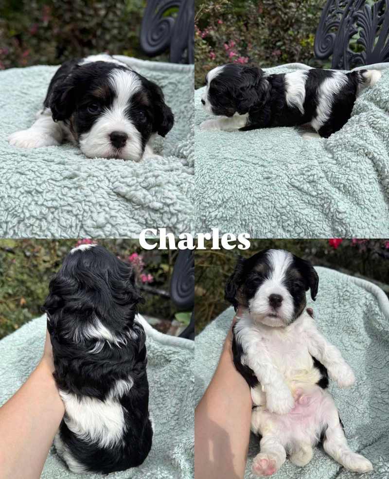 Four views of Charles, a black and white Cavapoo puppy from Sophia and Winston