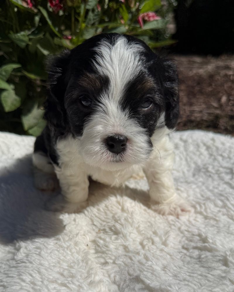 Charles, a black and white Cavapoo puppy from Sophia and Winston, centered outdoors