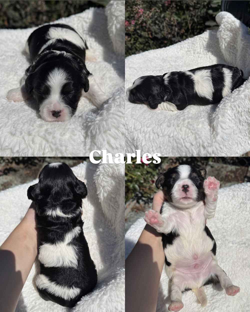 Four photos of Charles, a male black-and-white Cavapoo puppy