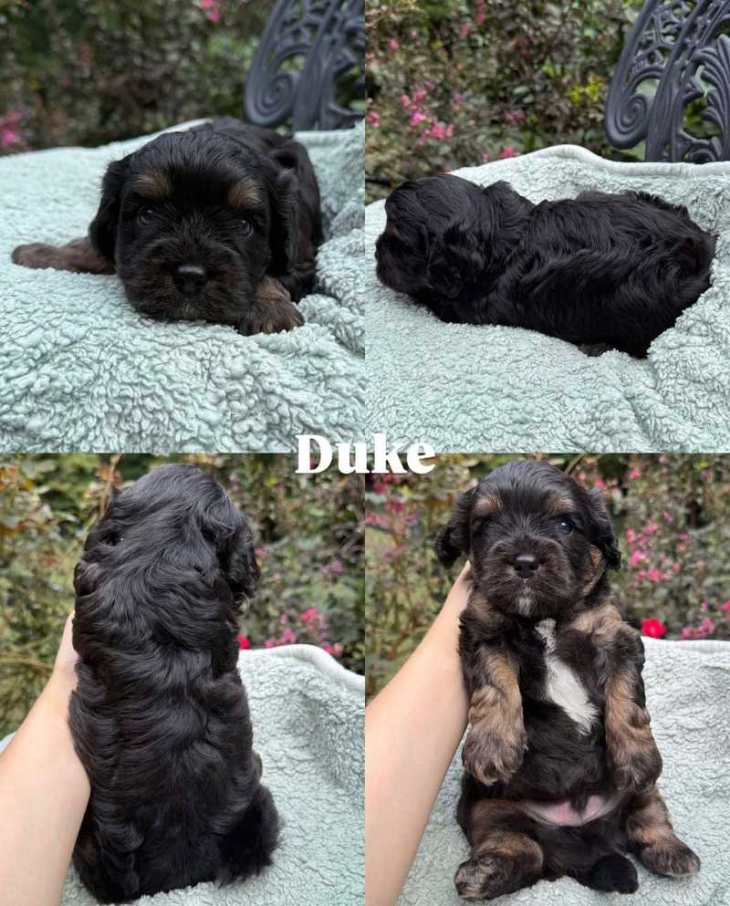 Four views of Duke, a tricolor Cavapoo puppy from Sophia and Winston