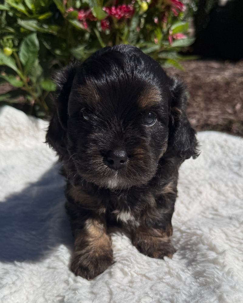 Duke, a tricolor Cavapoo puppy from Sophia and Winston, centered outdoors