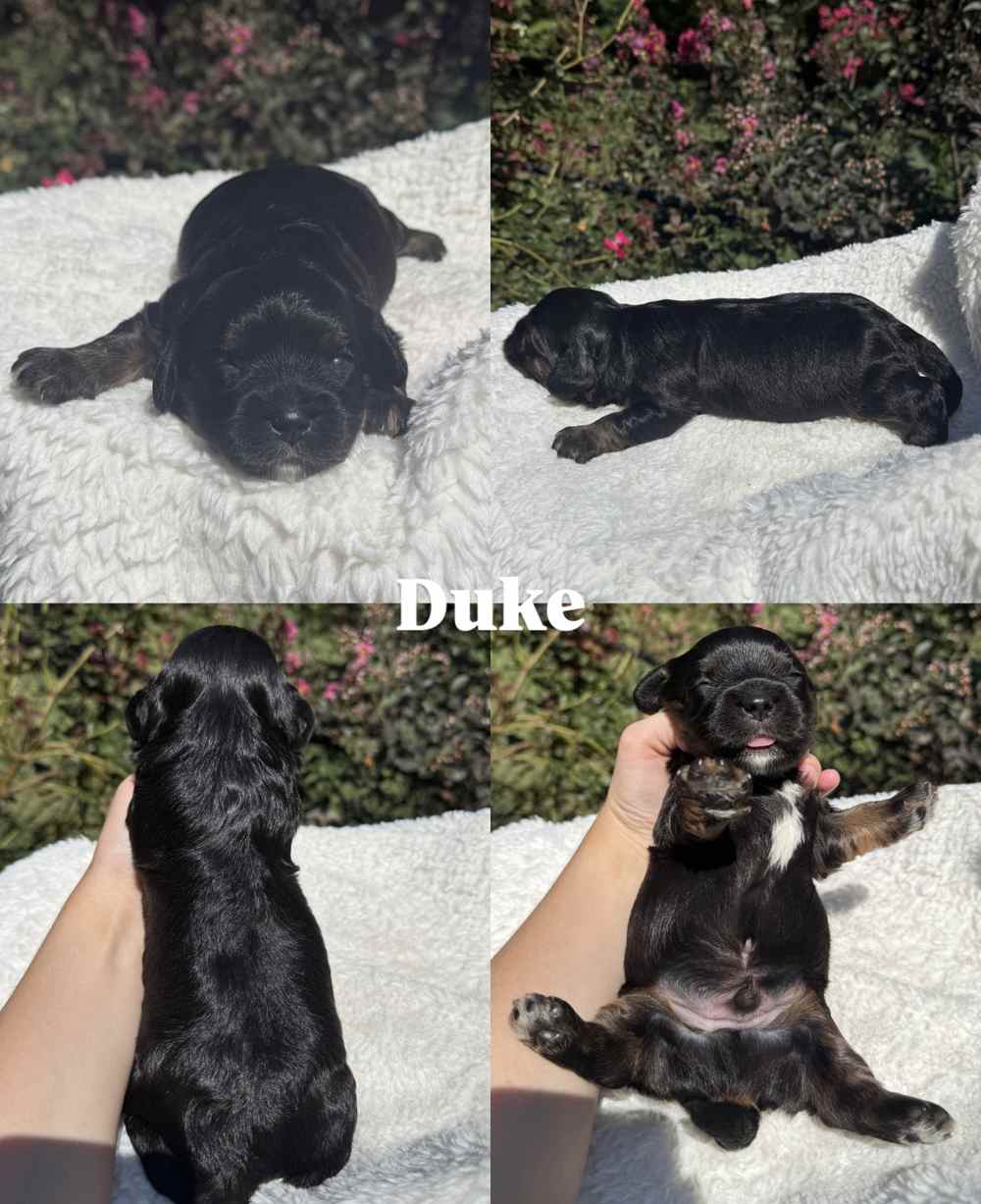 Four photos of Duke, a male tricolor Cavapoo puppy