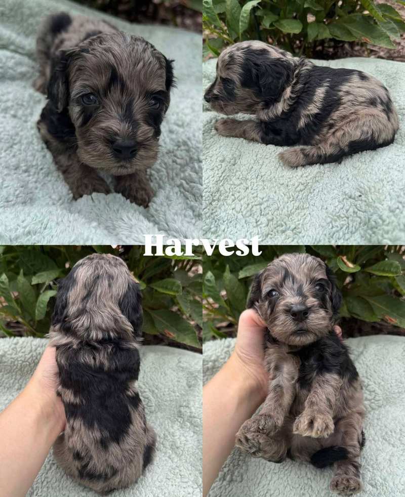 Four views of Harvest, a merle Micro Mini Goldendoodle puppy from Kona and Waffles