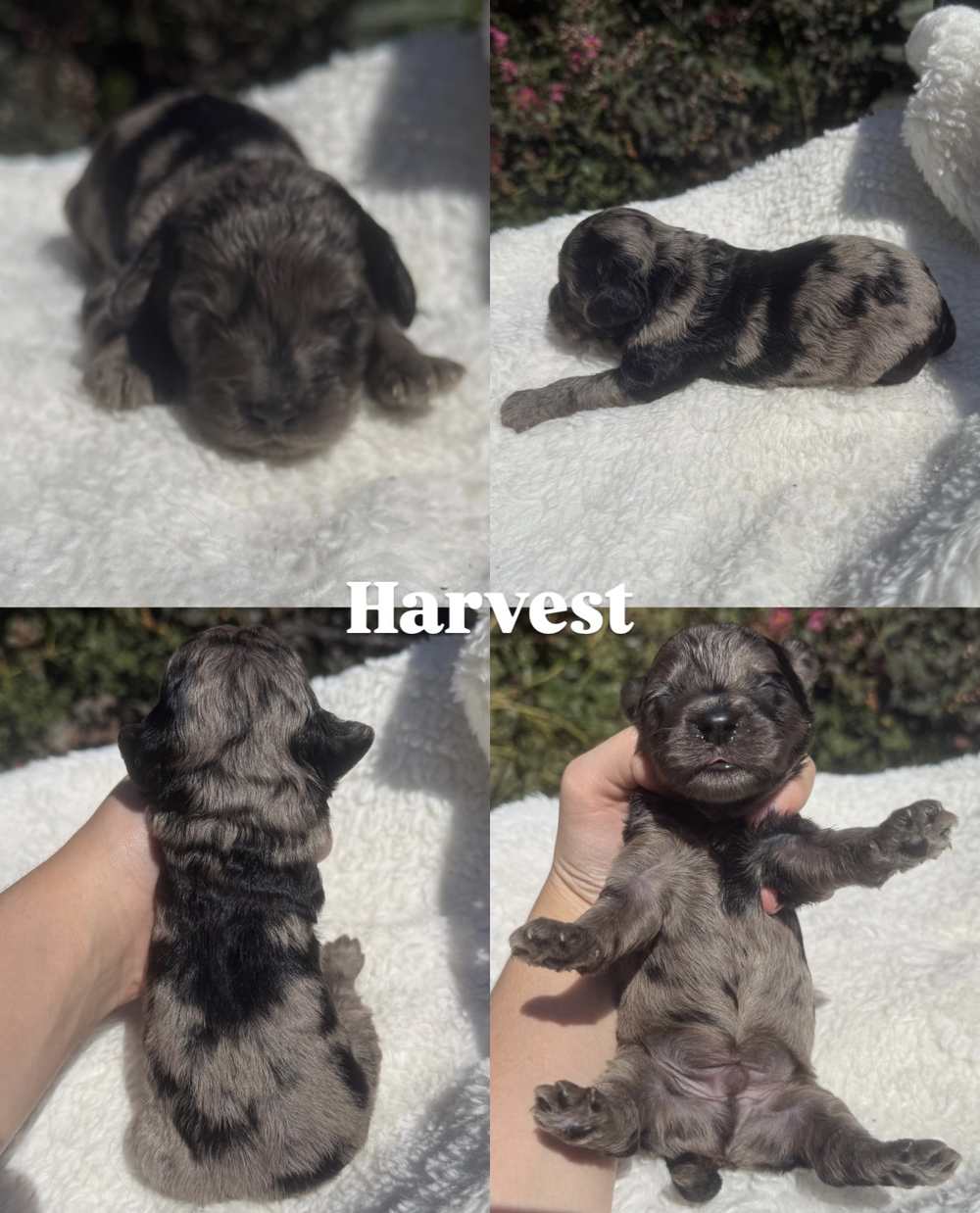 Four photos of Harvest, a male merle Micro Mini Goldendoodle puppy