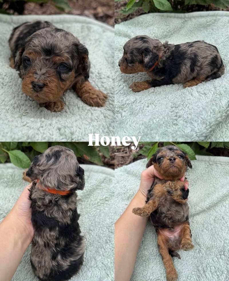Four views of Honey, a merle Cavapoo puppy from Pickles and Tide