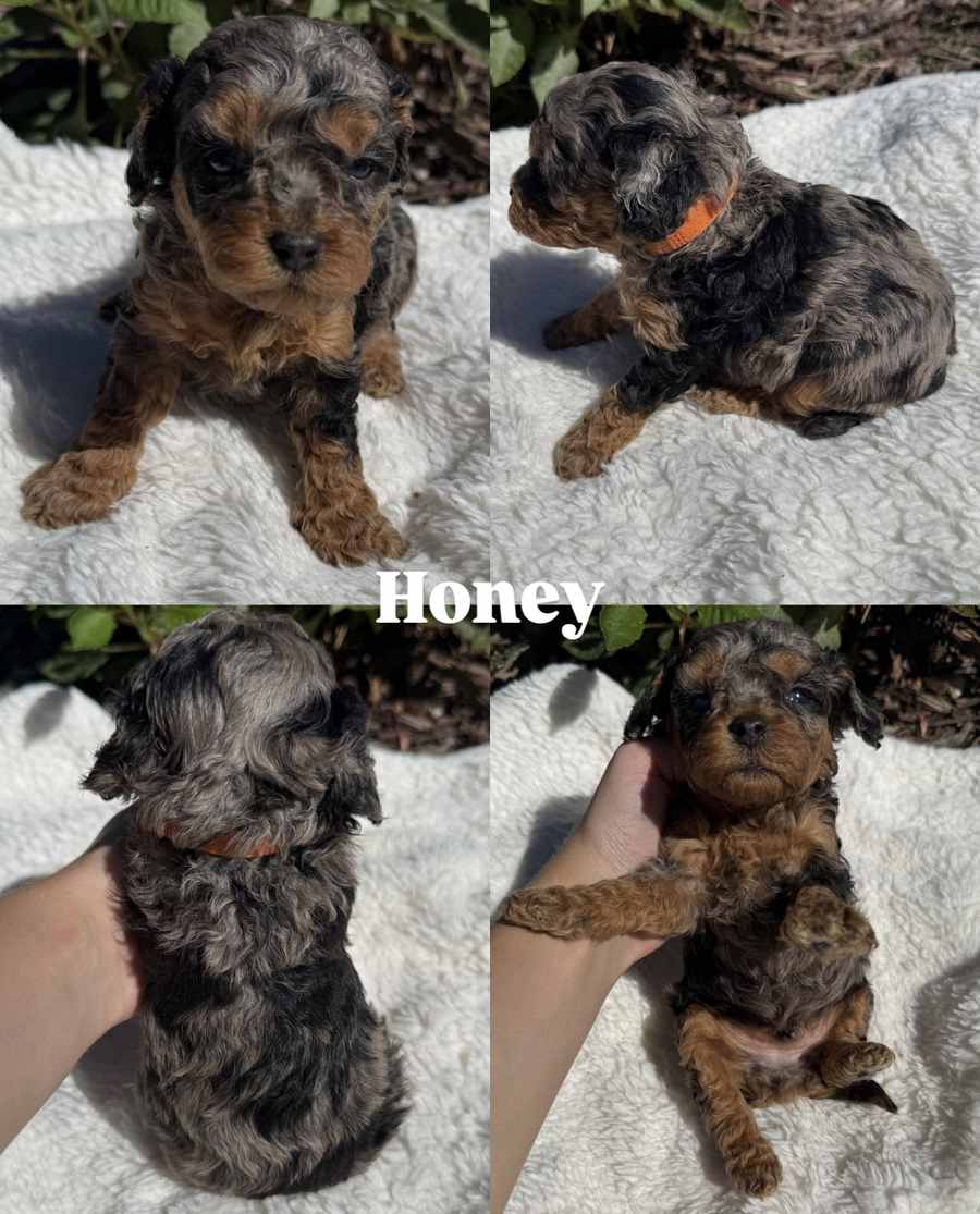 Four photos of Honey, a merle Cavapoo puppy from Pickles and Tide