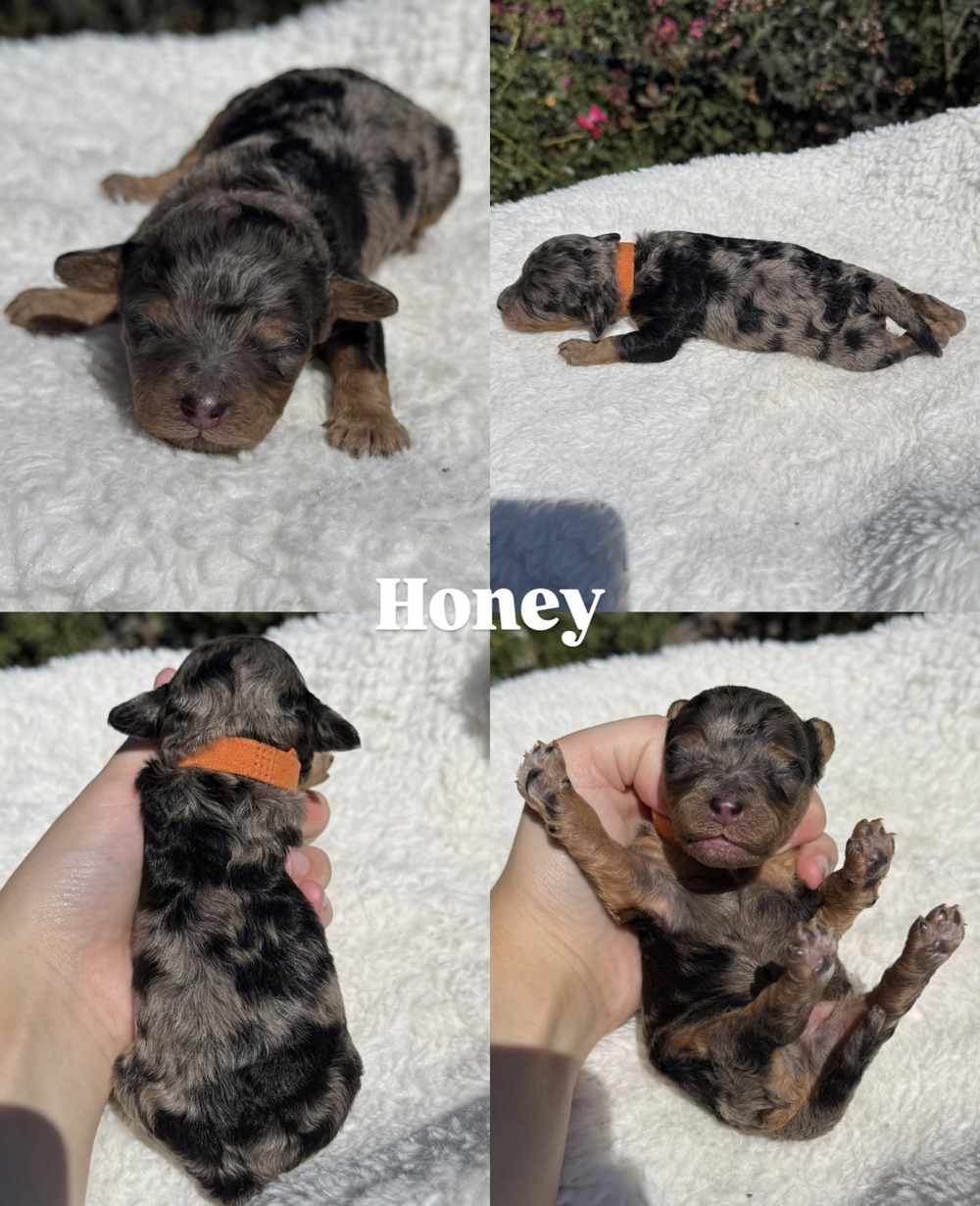 Four photos of Honey, a male merle Cavapoo puppy