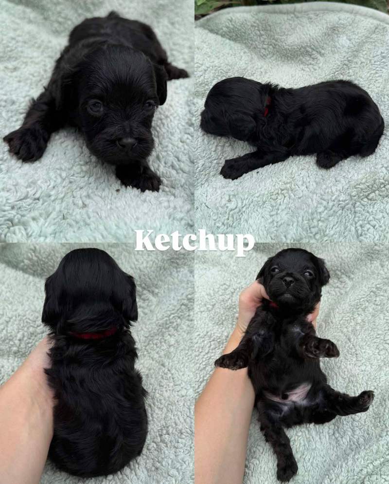 Four views of Ketchup, a black Cavapoo puppy from Pickles and Tide