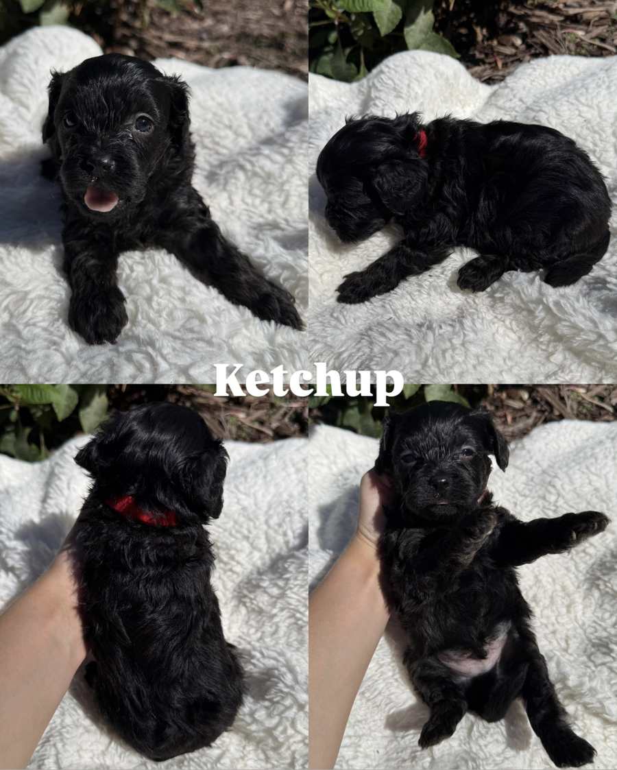 Four photos of Ketchup, a black Cavapoo puppy from Pickles and Tide