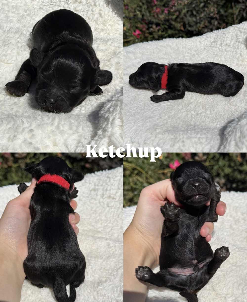 Four photos of Ketchup, a male black Cavapoo puppy