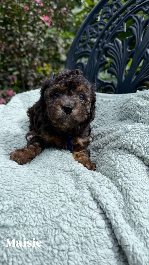 Maisie, a Cavapoo puppy from Oakley and Winston, sitting on a pale blue blanket