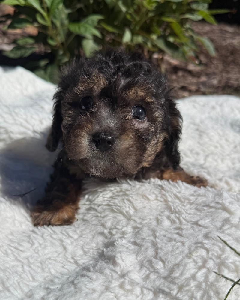 Maisie, a tricolor Cavapoo puppy from Oakley and Winston, centered on a blanket outdoors