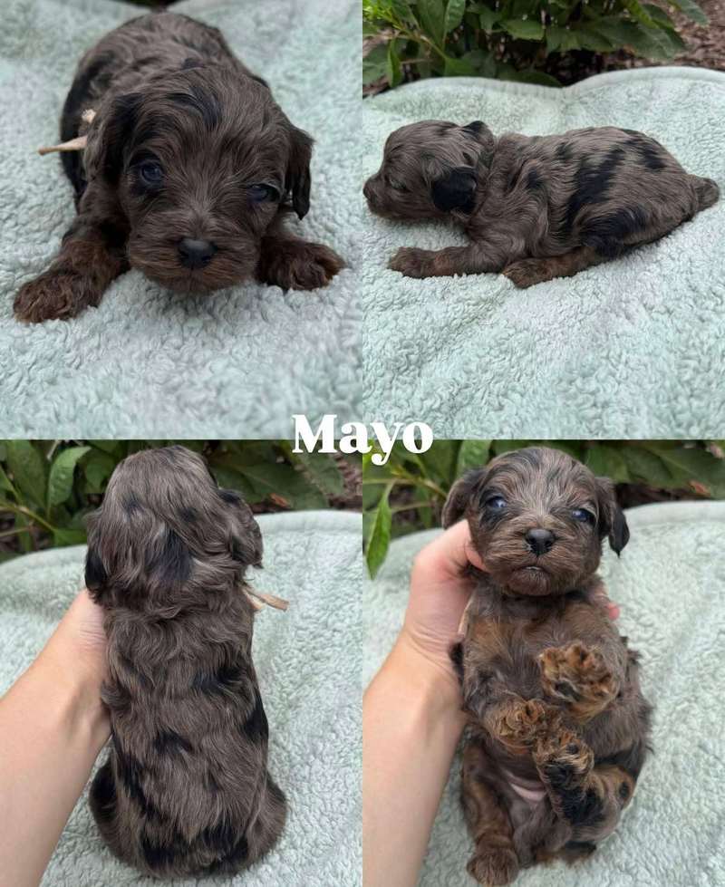 Four views of Mayo, a merle Cavapoo puppy from Pickles and Tide
