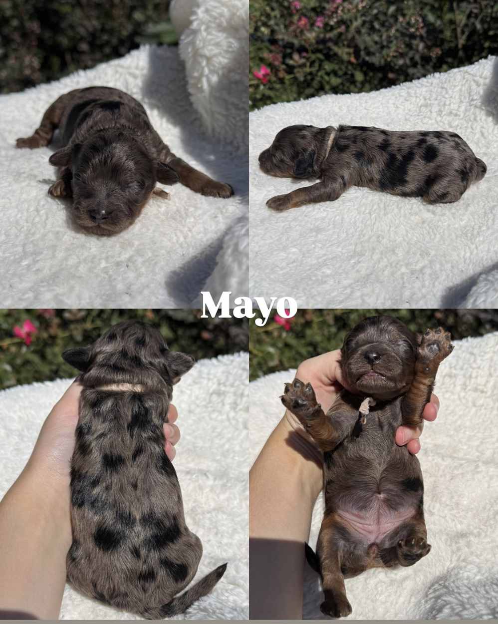 Four photos of Mayo, a female merle Cavapoo puppy