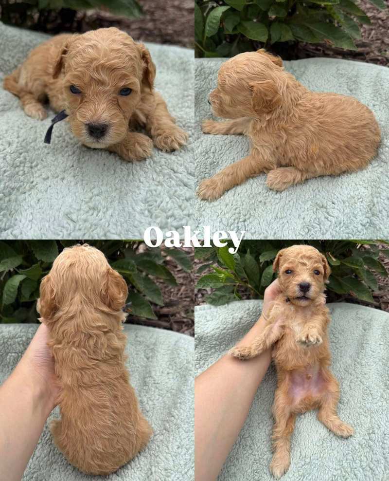 Four views of Oakley, a golden Micro Mini Goldendoodle puppy from Kona and Waffles