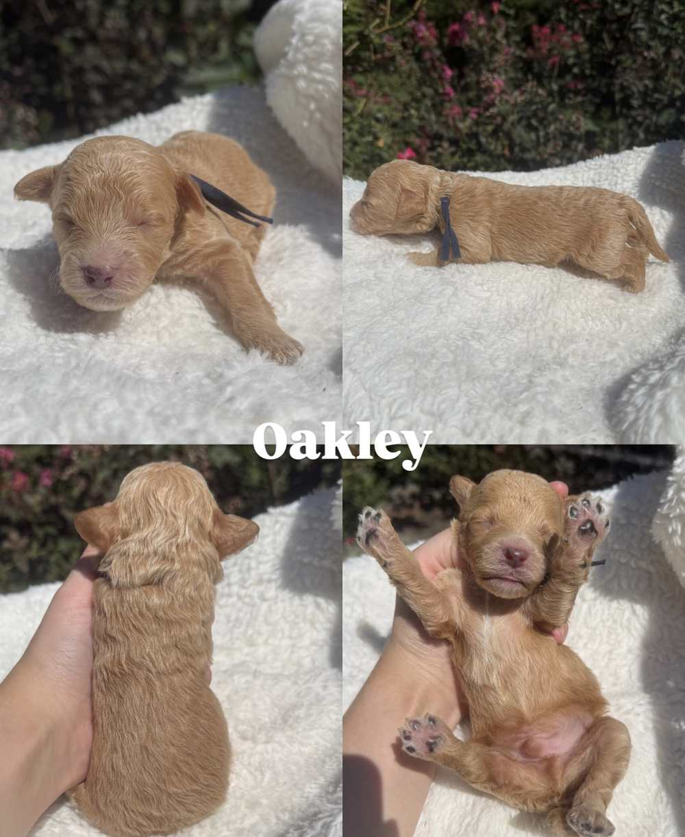 Four photos of Oakley, a male champagne-and-white Micro Mini Goldendoodle puppy
