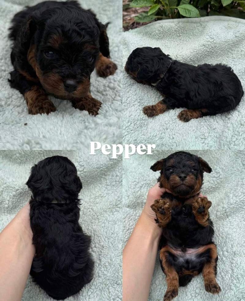 Four views of Pepper, a black and tan Cavapoo puppy from Pickles and Tide