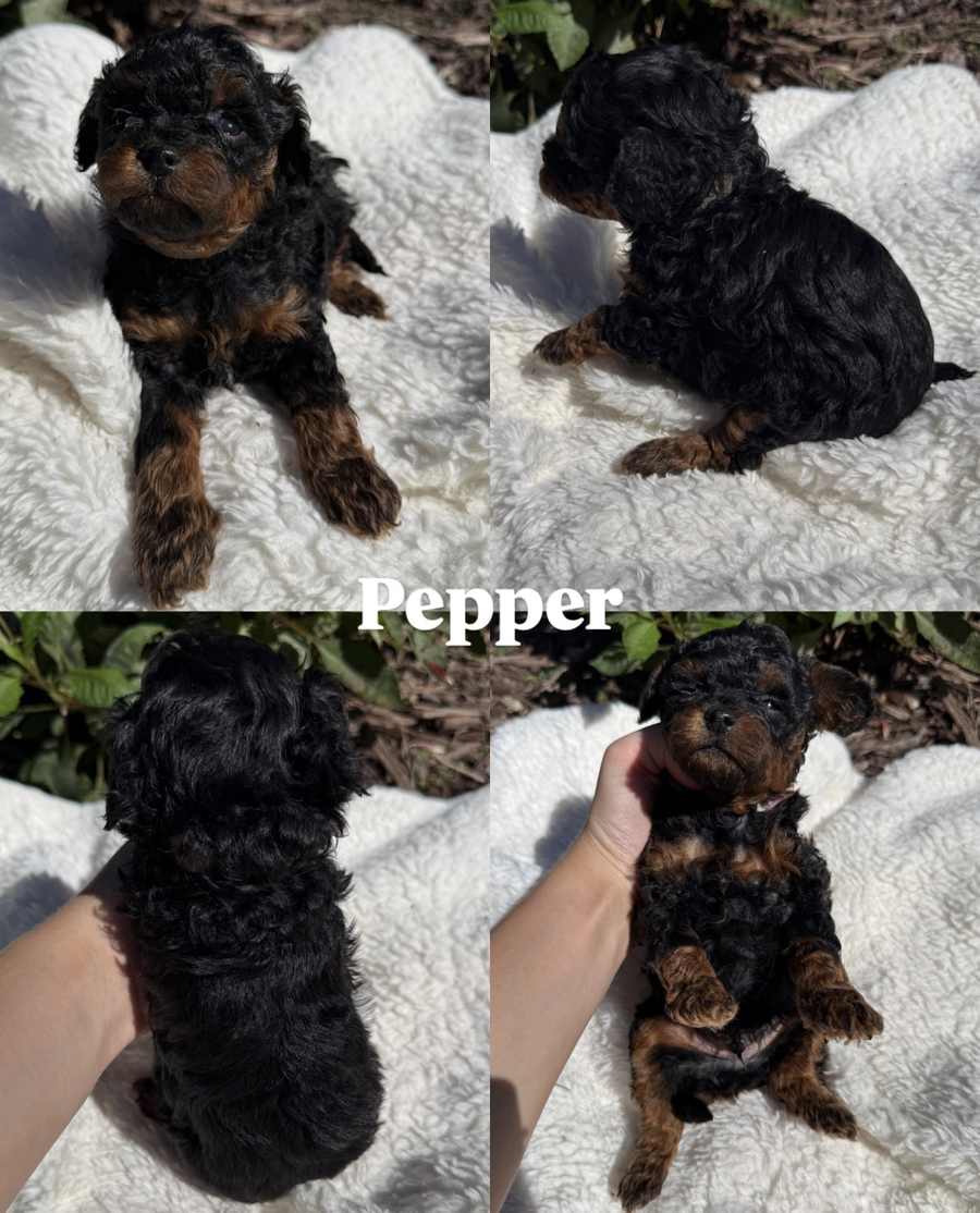 Four photos of Pepper, a black and tan Cavapoo puppy from Pickles and Tide