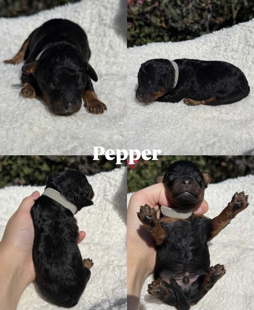 Four photos of Pepper, a male black-and-tan Cavapoo puppy