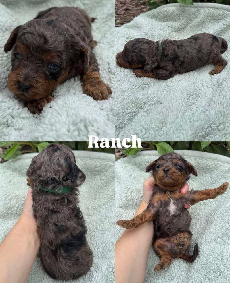 Four views of Ranch, a merle Cavapoo puppy from Pickles and Tide