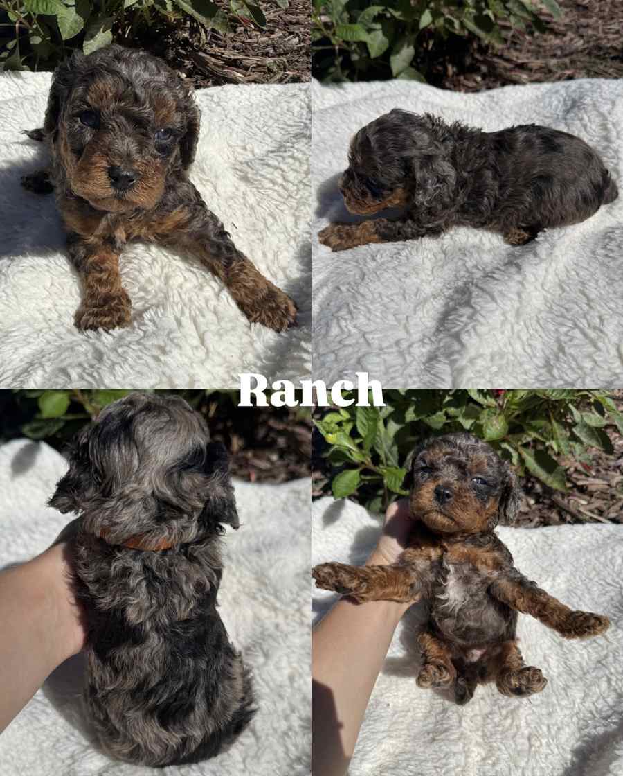 Four photos of Ranch, a merle Cavapoo puppy from Pickles and Tide