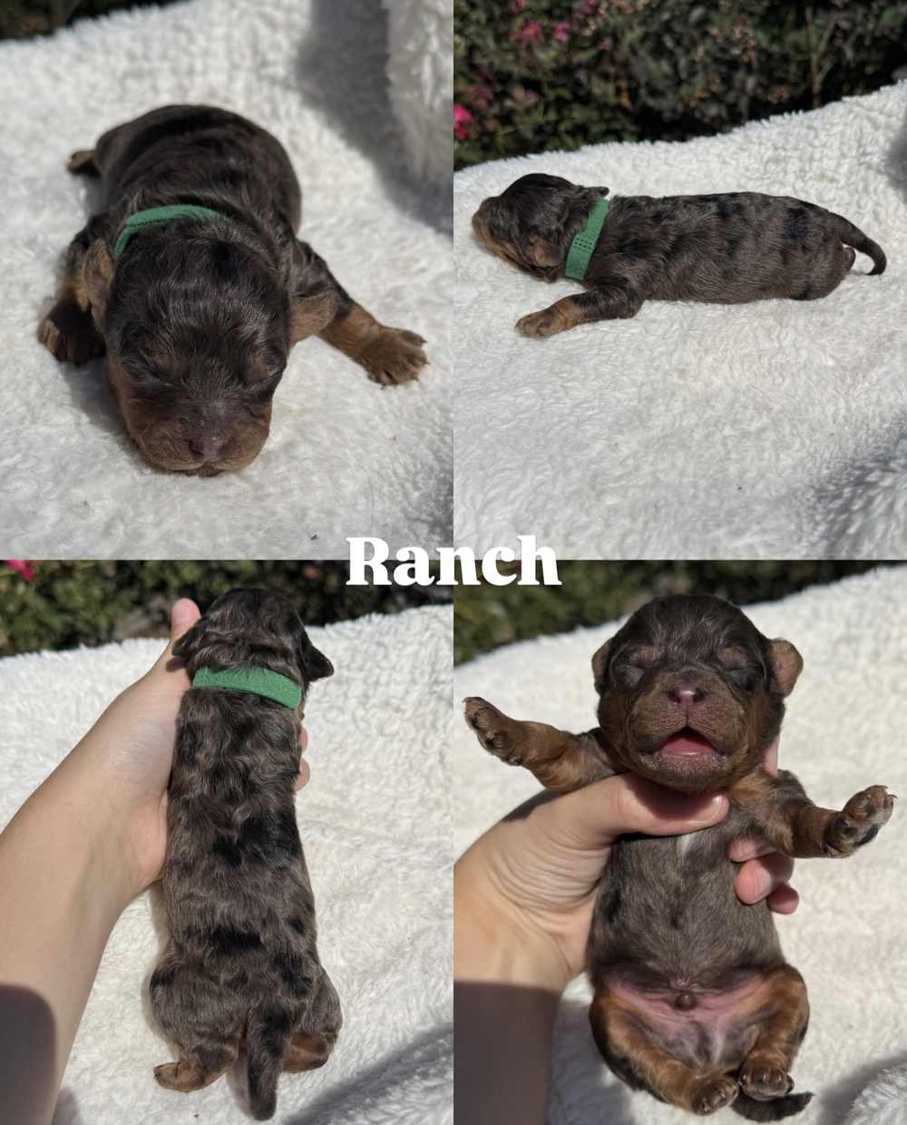 Four photos of Ranch, a male merle Cavapoo puppy