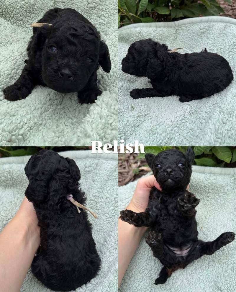 Four views of Relish, a black Cavapoo puppy from Pickles and Tide