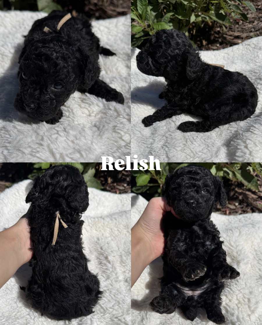 Four photos of Relish, a black Cavapoo puppy from Pickles and Tide