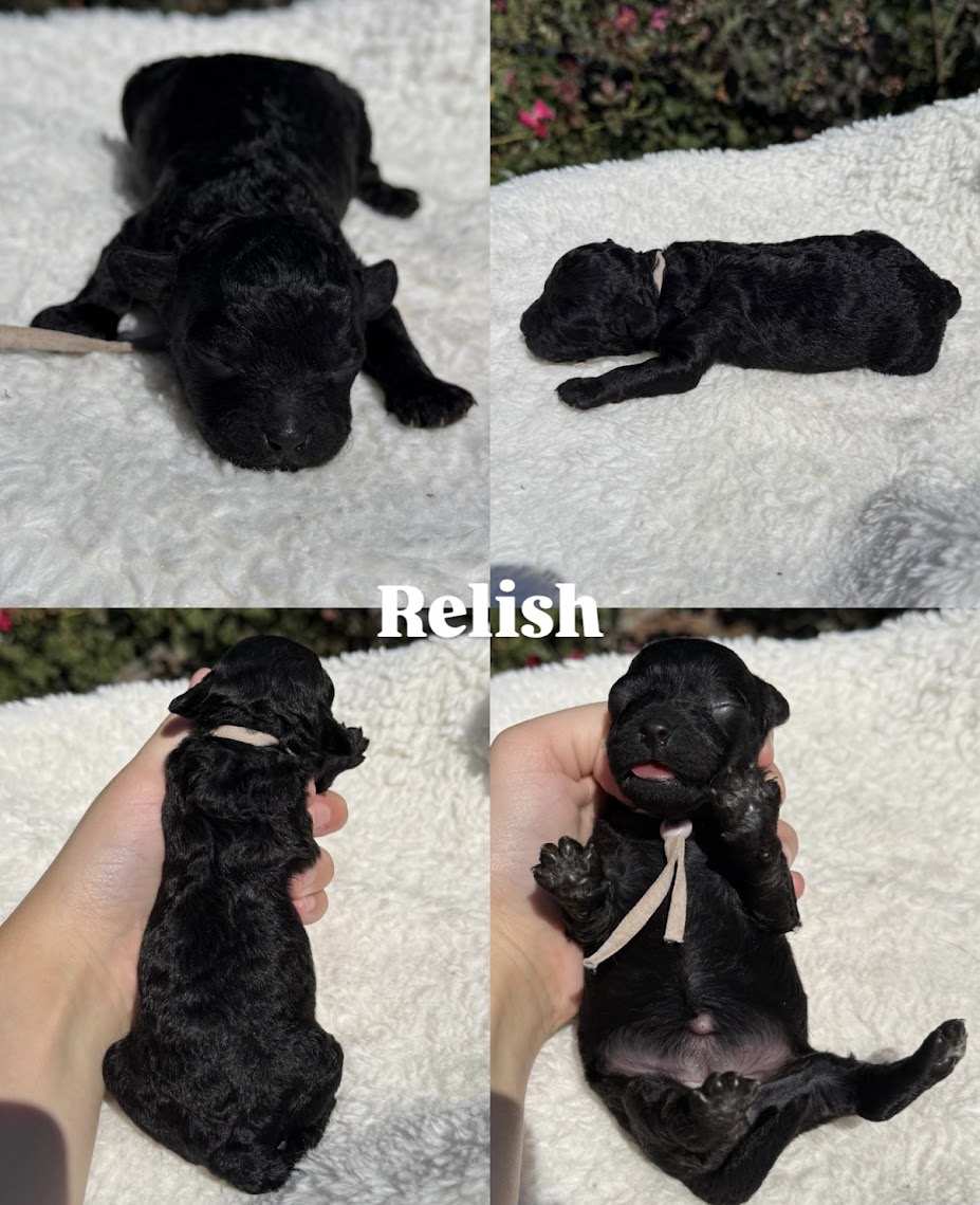 Four photos of Relish, a female black Cavapoo puppy