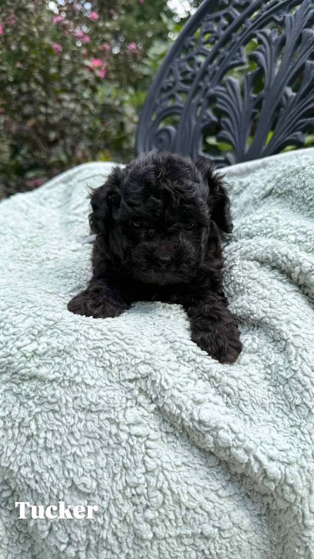 Tucker, a black Cavapoo puppy from Oakley and Winston, on a pale blue blanket