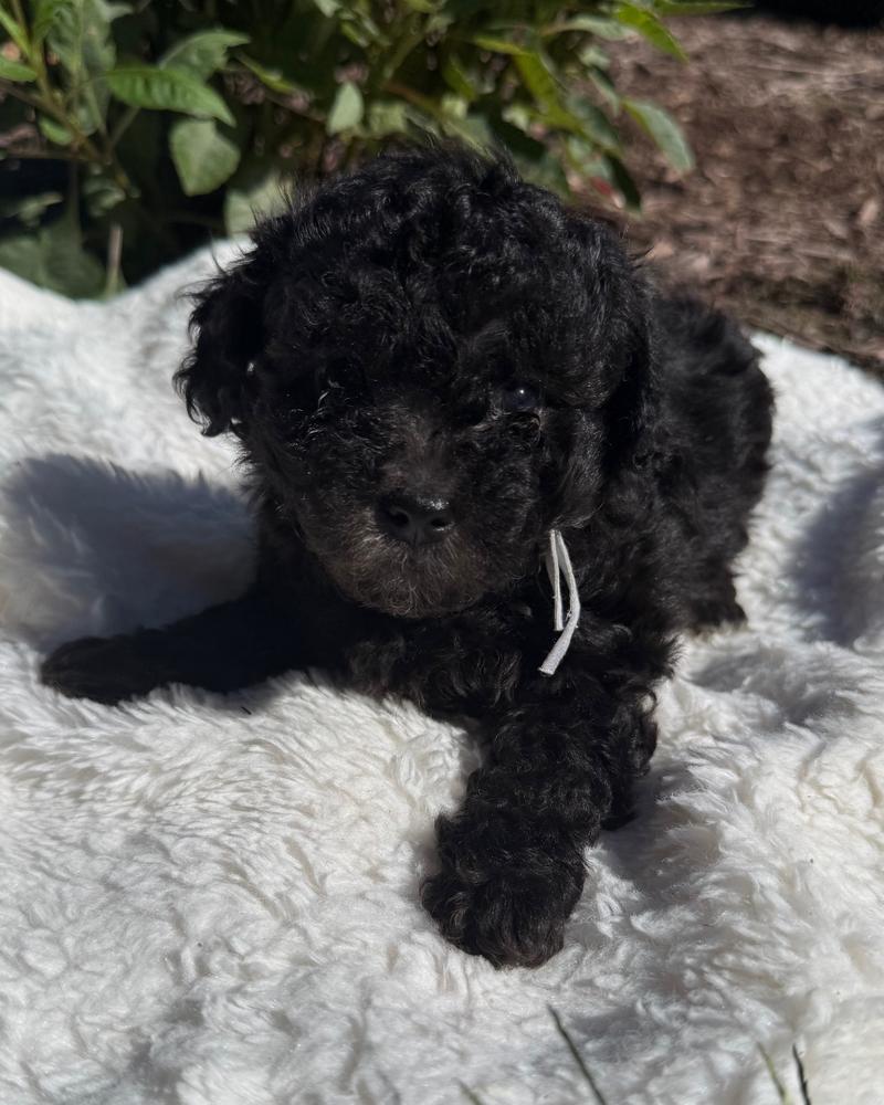 Tucker, a black Cavapoo puppy from Oakley and Winston, centered on a blanket outdoors