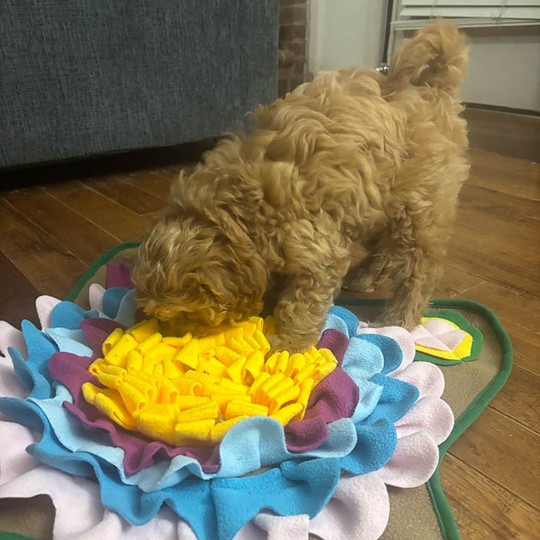 Puppy playing with a sniff mat, a great mental stimulation toy