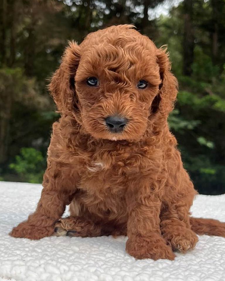 Brown Cavapoo puppy sitting outdoors