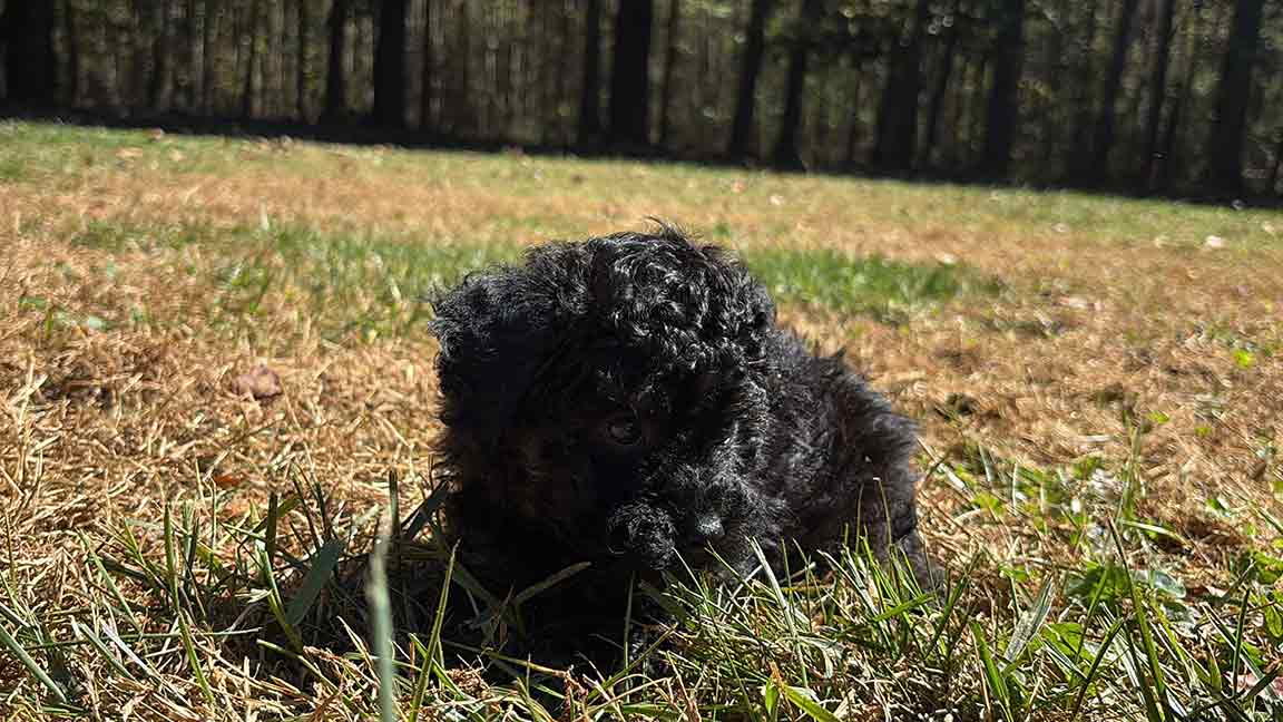 Black Cavapoo playing outside, supervised, so he does not get sick after the dog ate something they shouldn't have